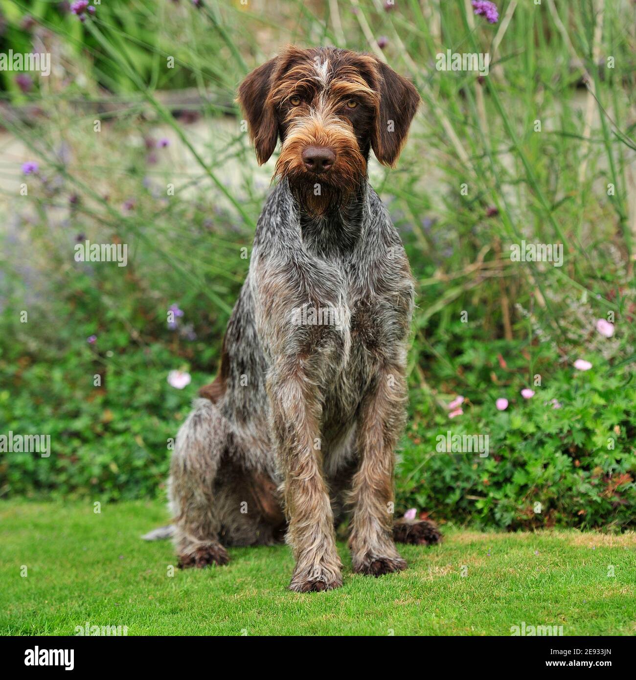 german wirehaired pointer Stock Photo Alamy