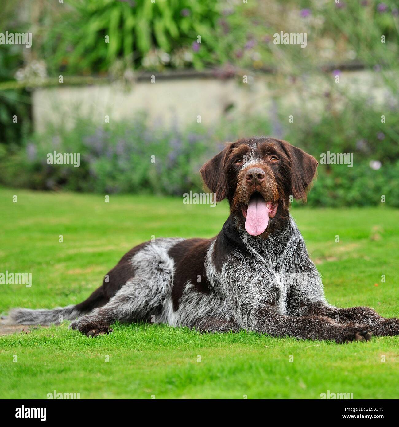 german wirehaired pointer Stock Photo Alamy