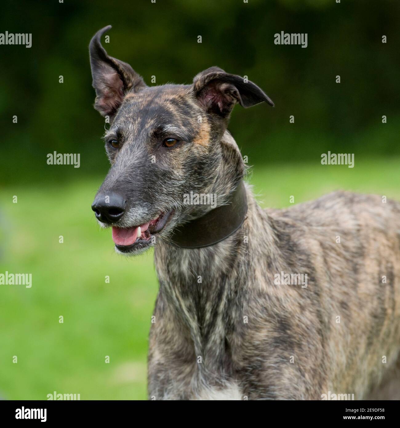 Lurcher Dog Head High Resolution Stock Photography and Images Alamy