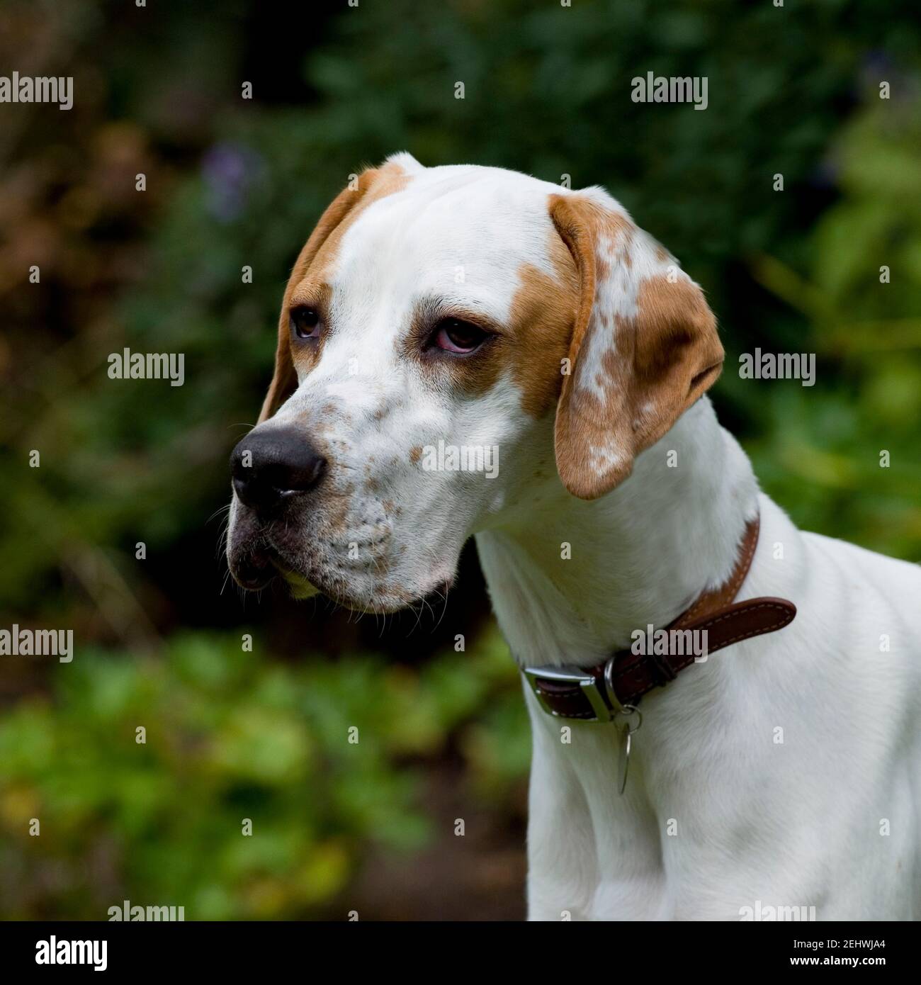 English pointer hires stock photography and images Alamy
