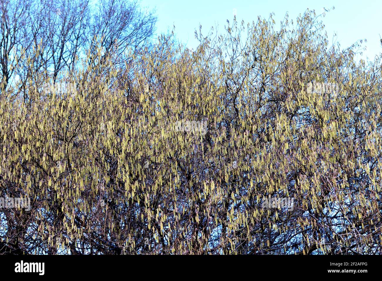 Catkins growing on Willow Trees Stock Photo Alamy