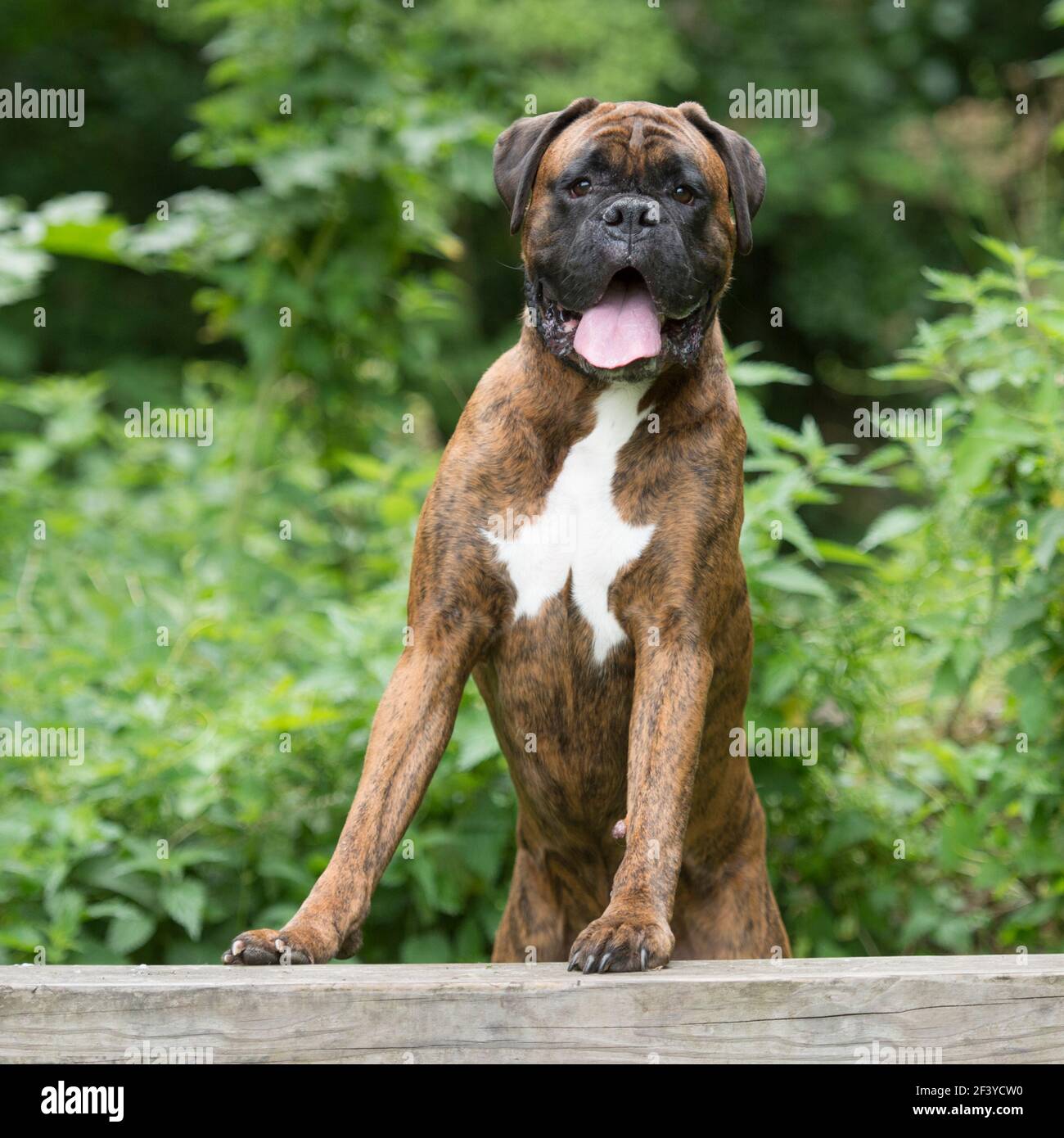 Brindle boxer hires stock photography and images Alamy