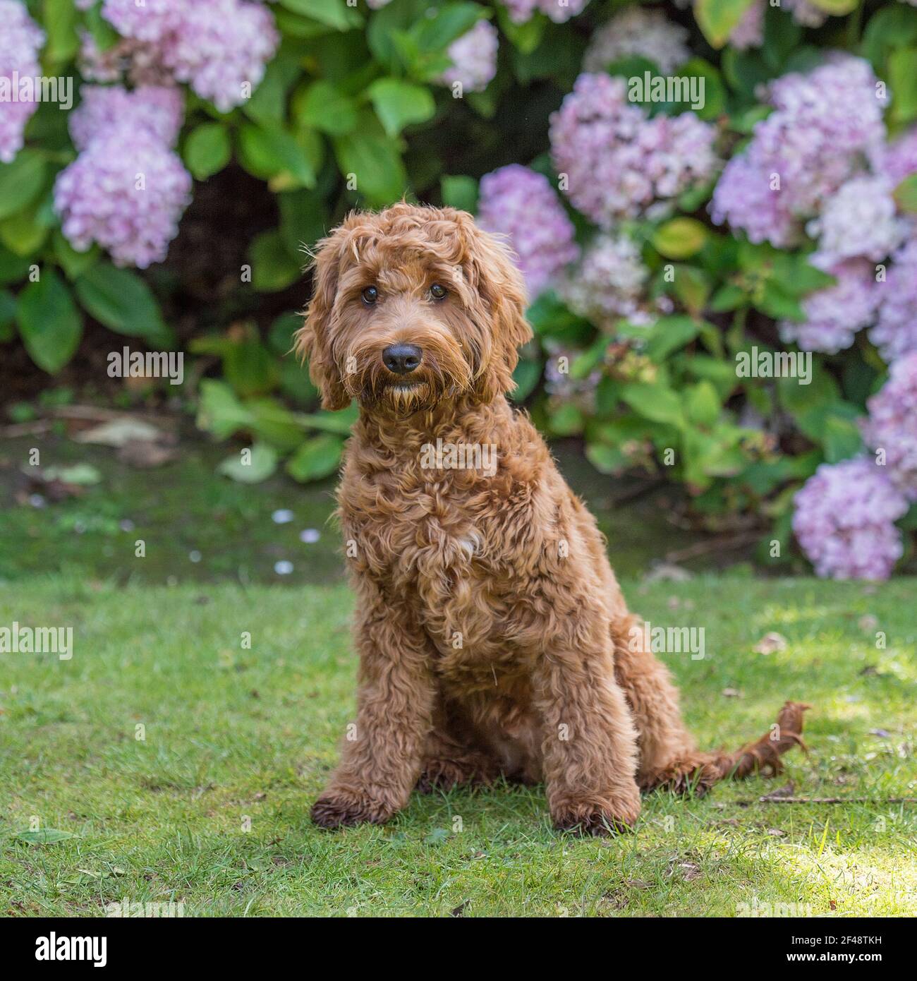 Cockapoo Side View High Resolution Stock Photography and Images Alamy
