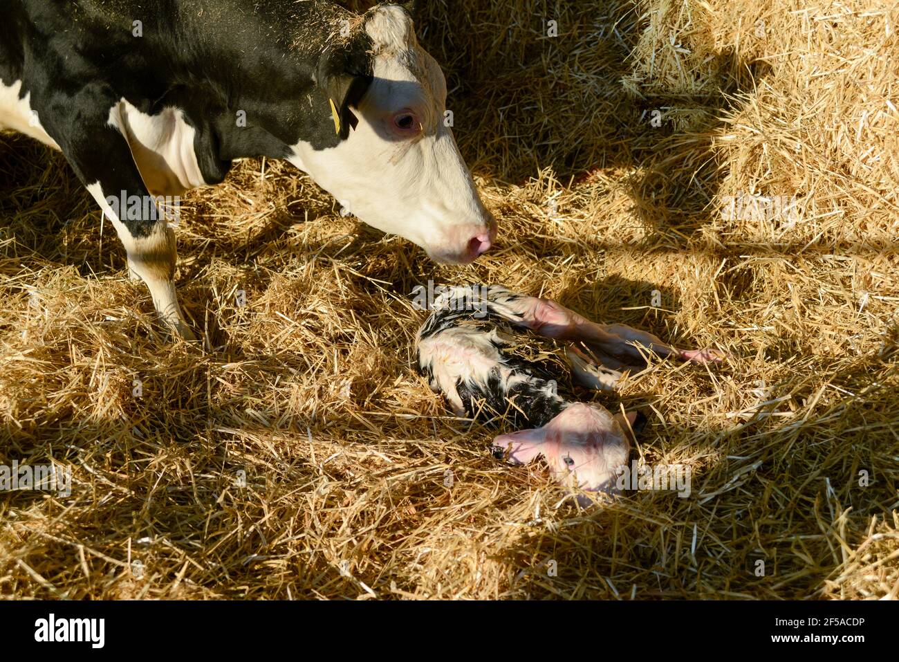 newborn holstein calf Stock Photo Alamy
