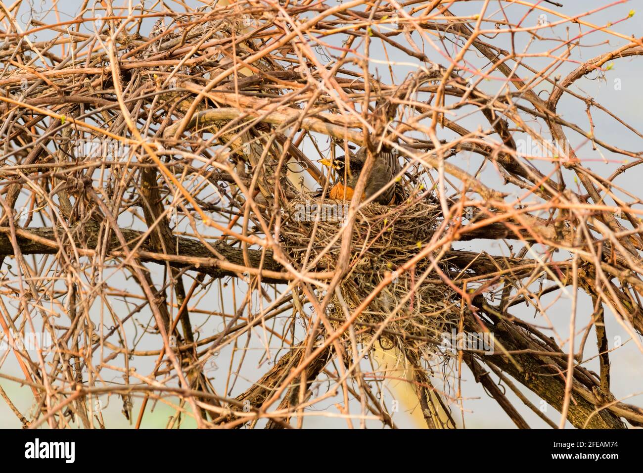 robin building a nest Stock Photo Alamy