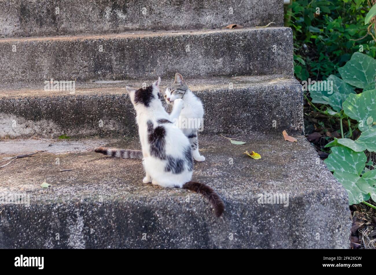 Grey tiger stripe tabby cat hires stock photography and images Alamy