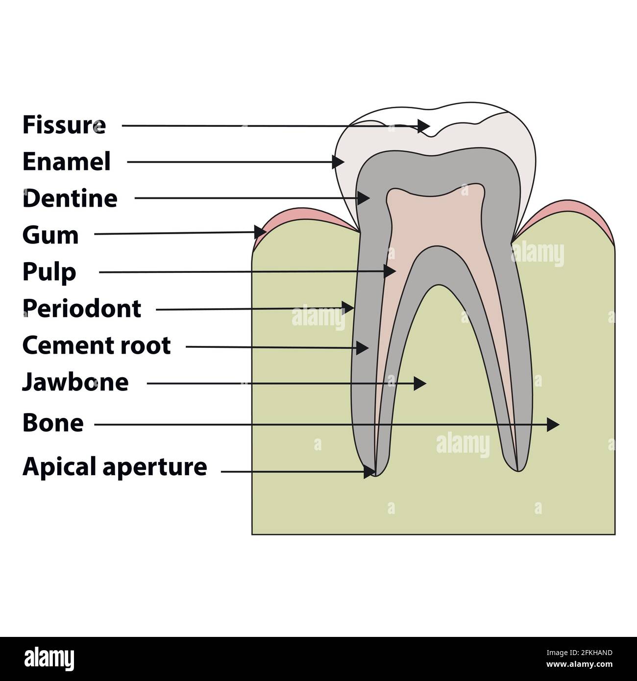 Tooth diagram hi-res stock photography and images - Alamy