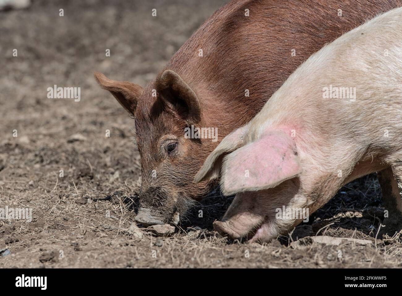 Pigs eating mud hires stock photography and images Alamy
