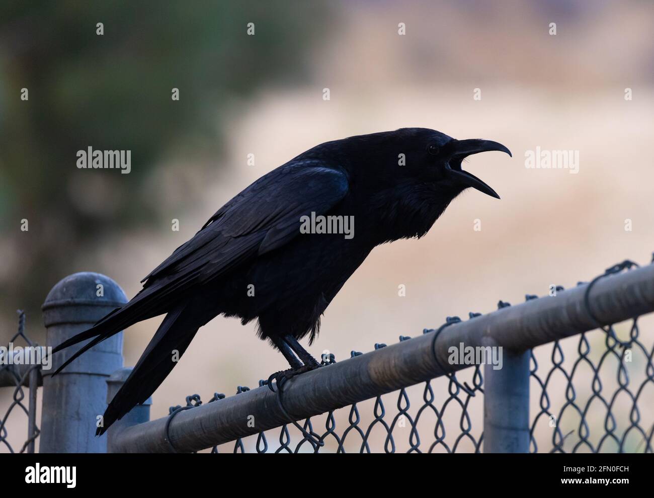 Squawking crow hires stock photography and images Alamy