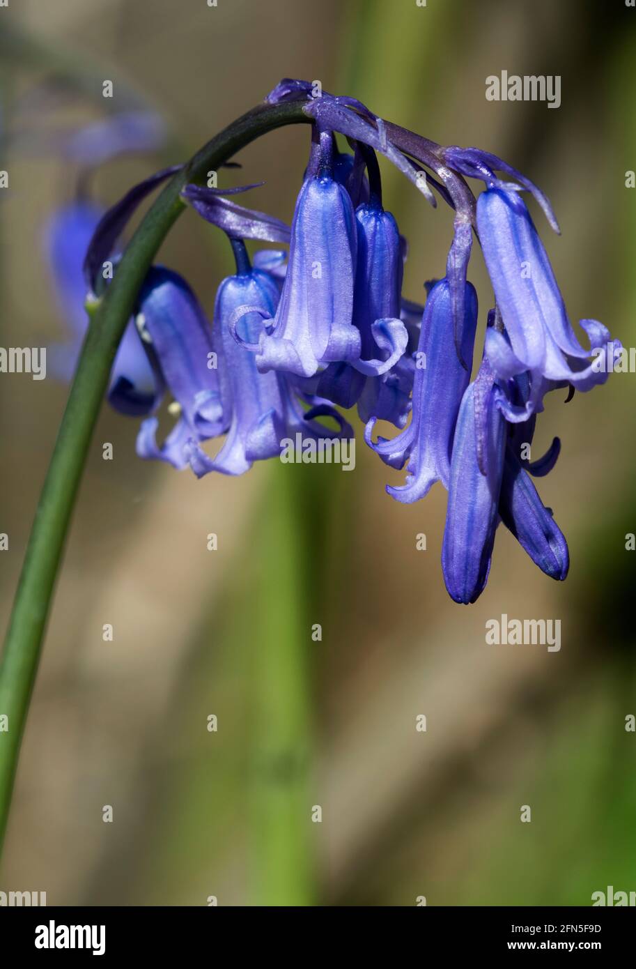 Biodiversity bluebells bluebell uk hires stock photography and images