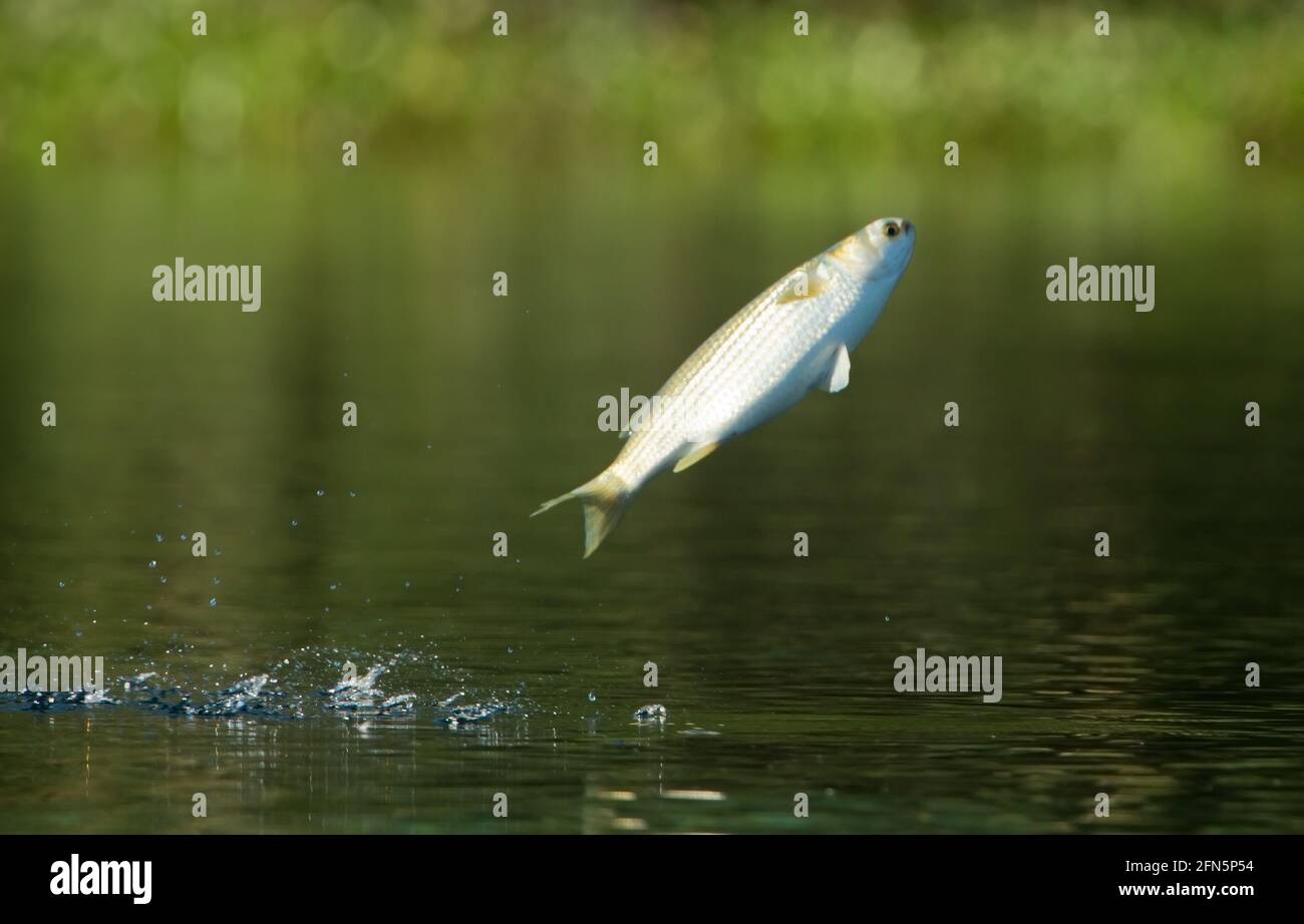 Fish in flight Stock Photo Alamy