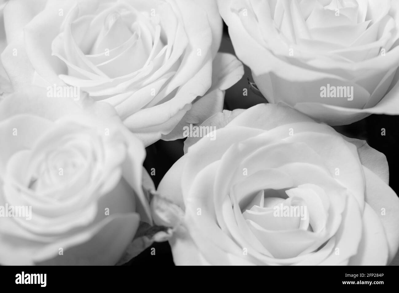 Yorkshire rose hires stock photography and images Alamy