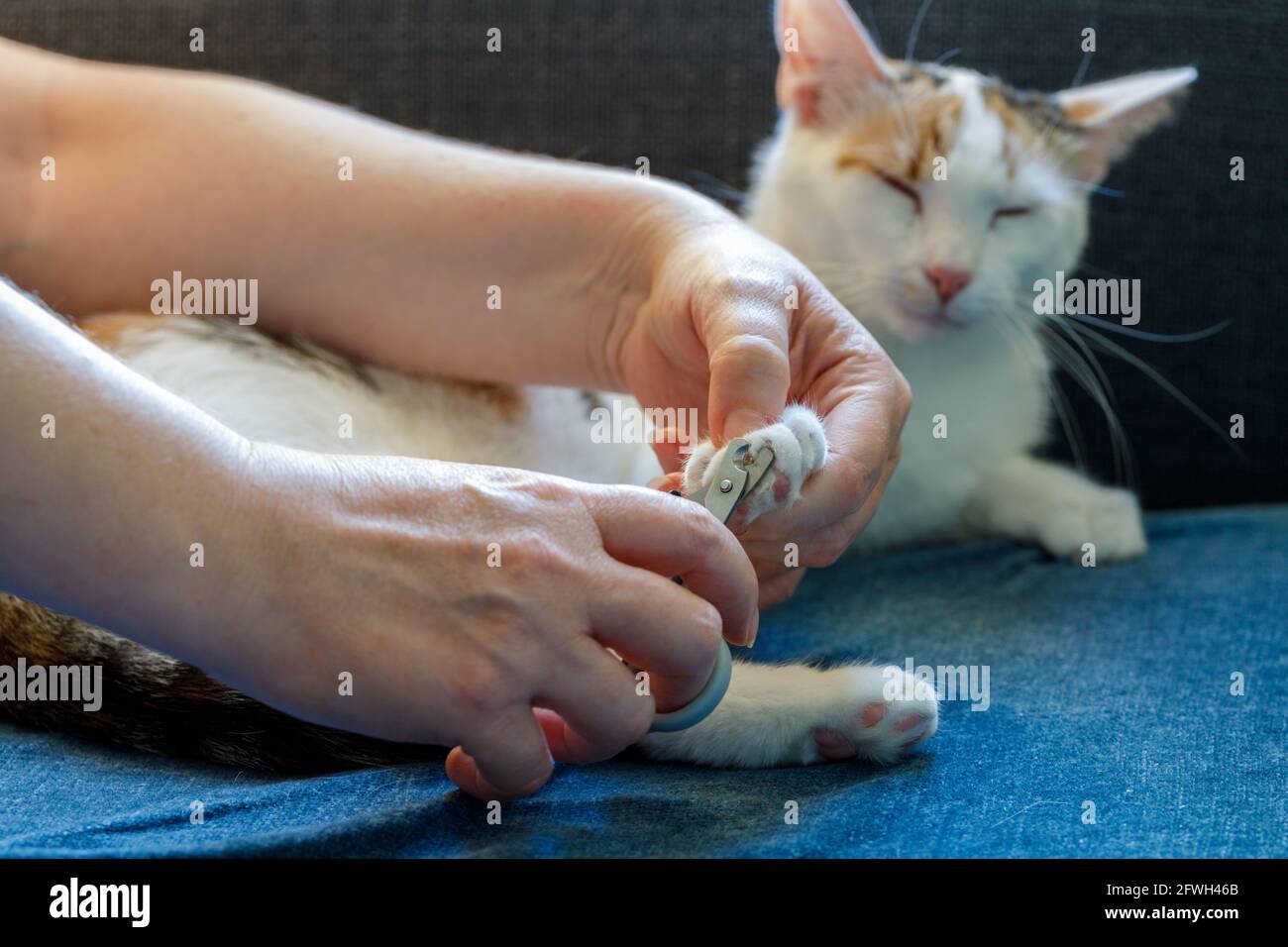 Clipping Cat Claws Benefits at Jett Embling blog