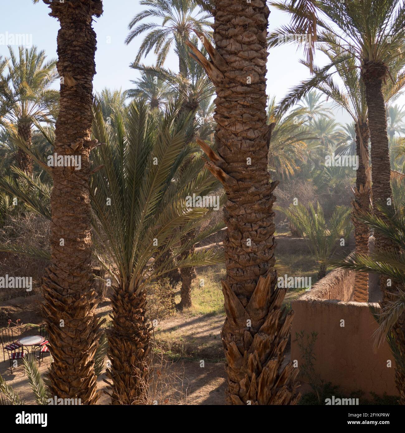 Morocco agriculture farming draa hires stock photography and images