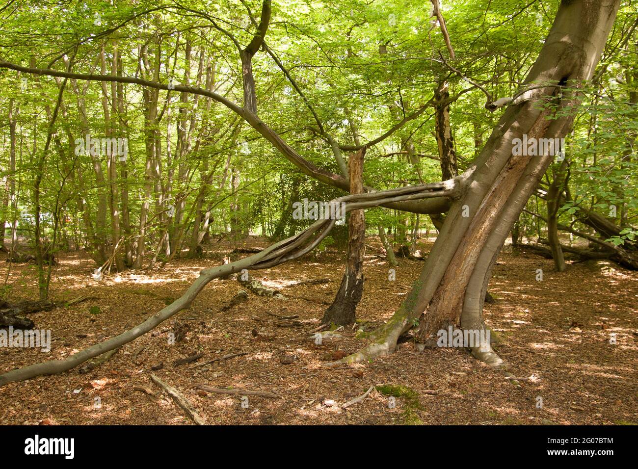 High Beach Epping Forest trees Stock Photo Alamy