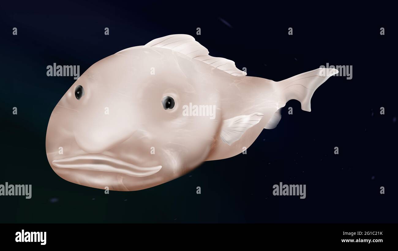Blobfish, (blob fish Stock Photo Alamy(04)
