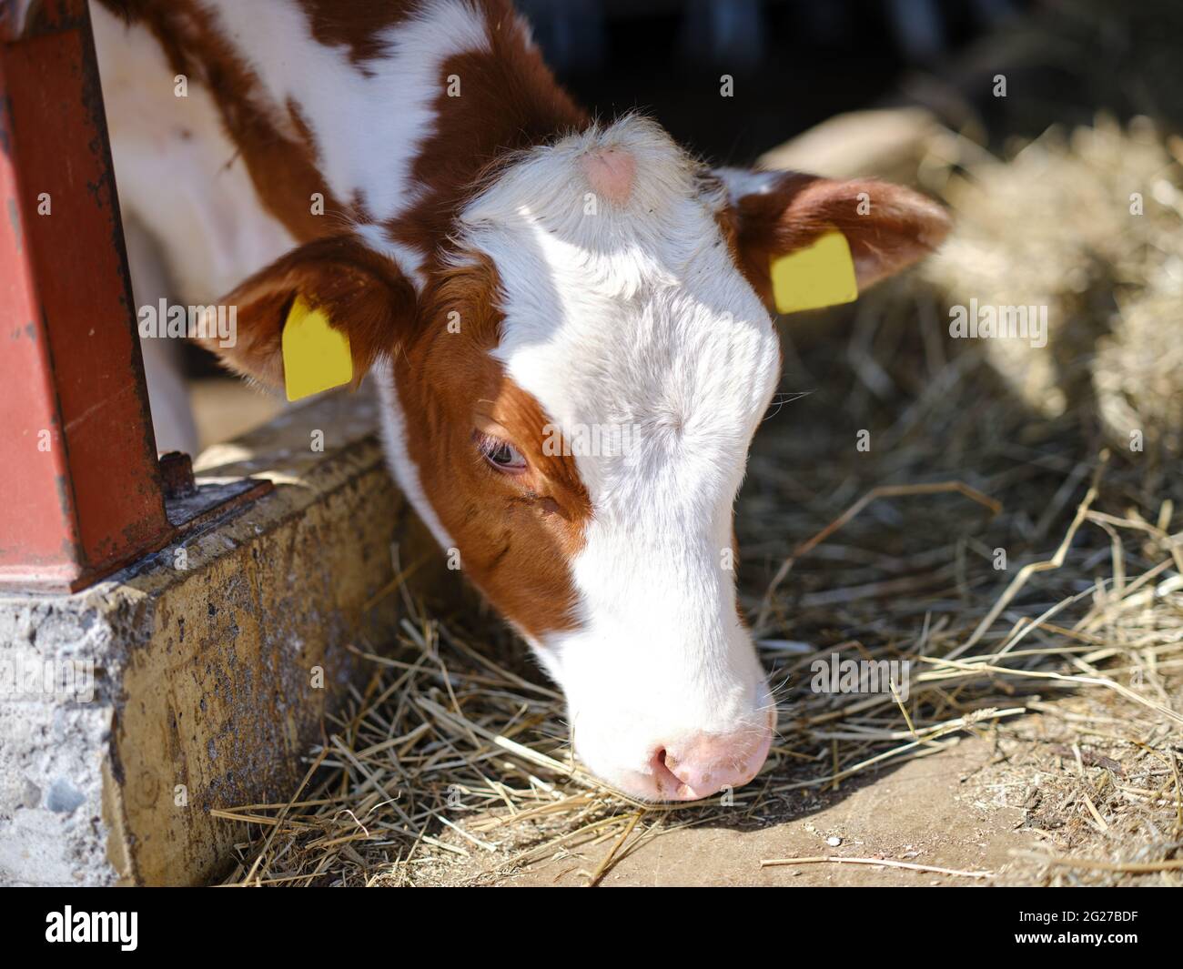 Calf hut hires stock photography and images Alamy