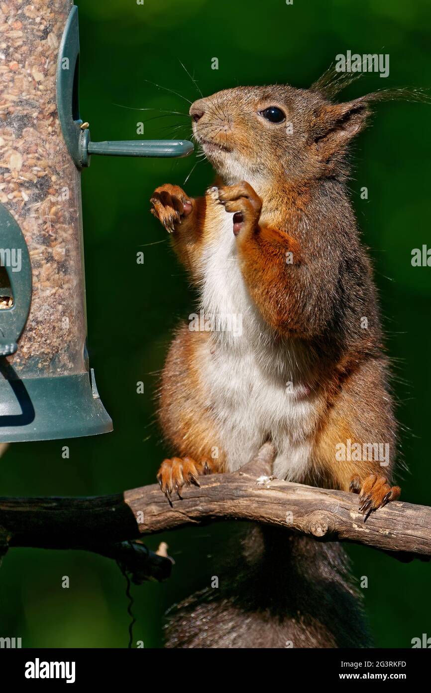 Squirrel eats birdseed Stock Photo Alamy