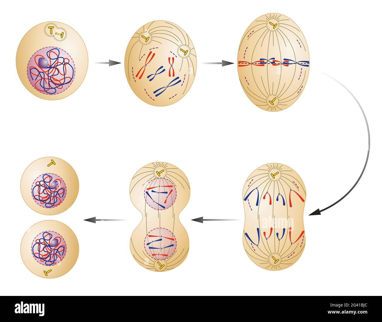 Mitosis cell interphase hi-res stock photography and images - Alamy