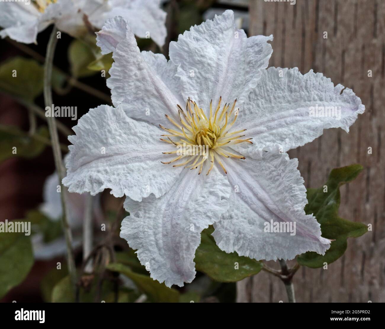 White clematis hires stock photography and images Alamy