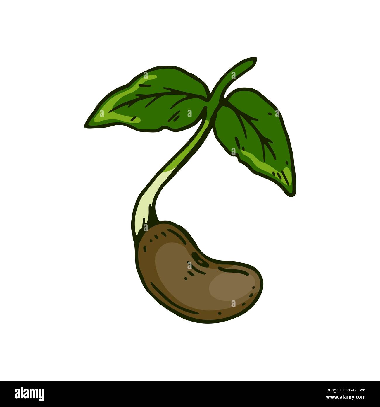 Hand drawn bean sprout. Vector illustration in sketch style isolated on