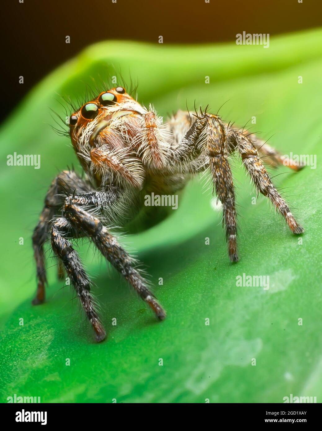 Jumping insects hires stock photography and images Alamy