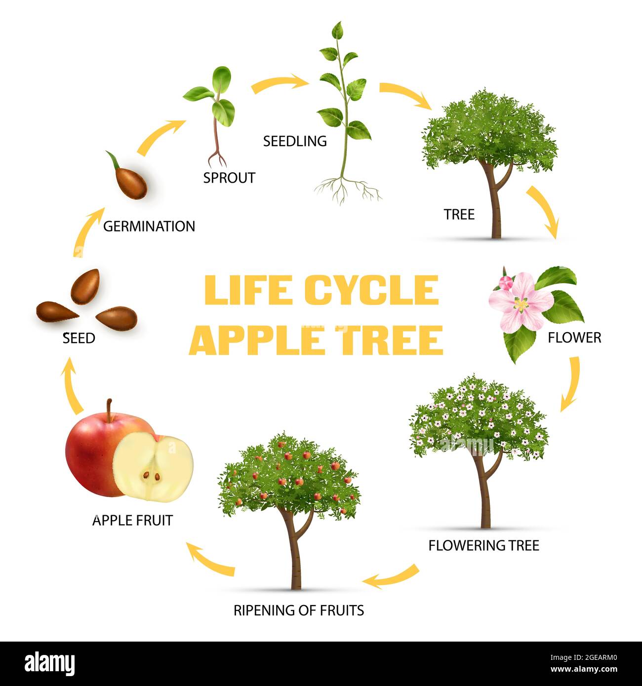Collection 32+ Stock Images the life cycle of an apple tree Latest