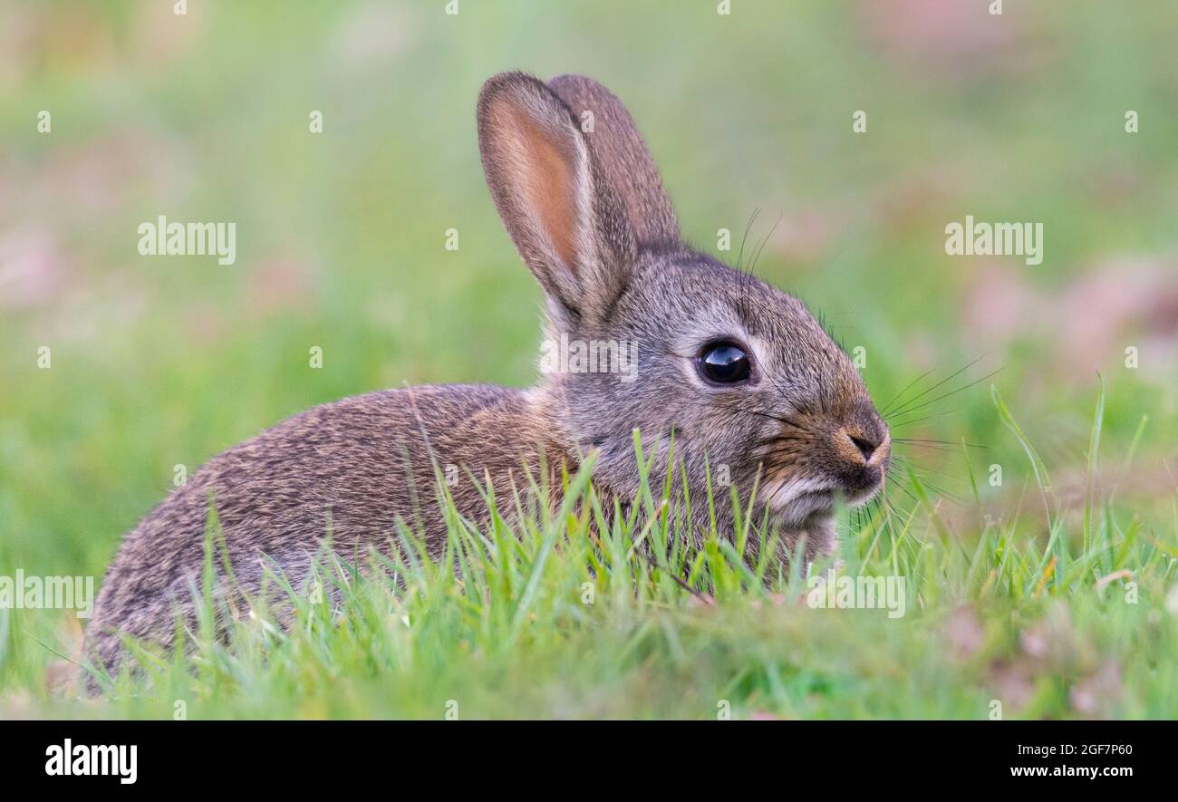 Rabbit kits hires stock photography and images Alamy