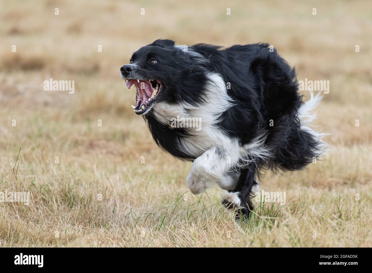 working border collie Stock Photo Alamy