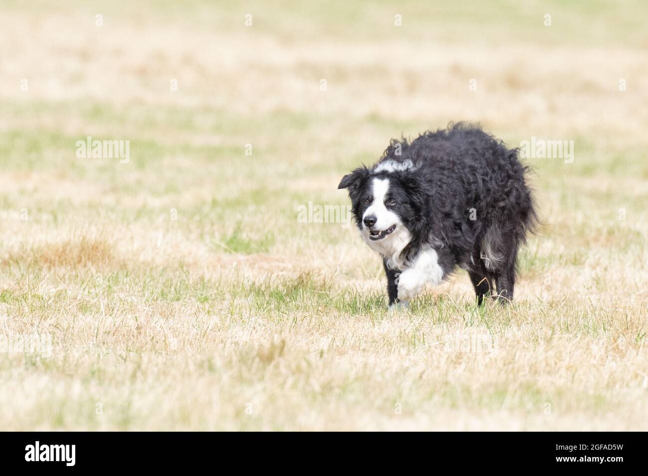 working border collie Stock Photo Alamy