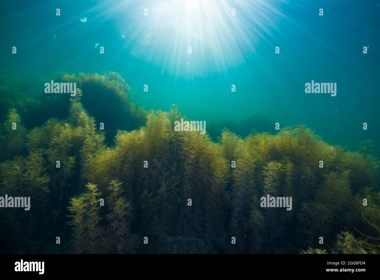 Seaweed and Sunlight Stock Photo Alamy