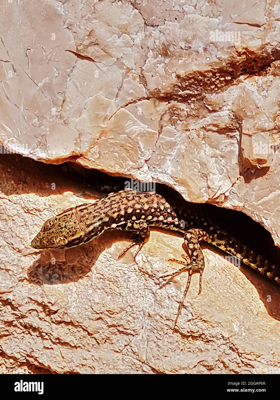 wall lizard between rocks Stock Photo Alamy