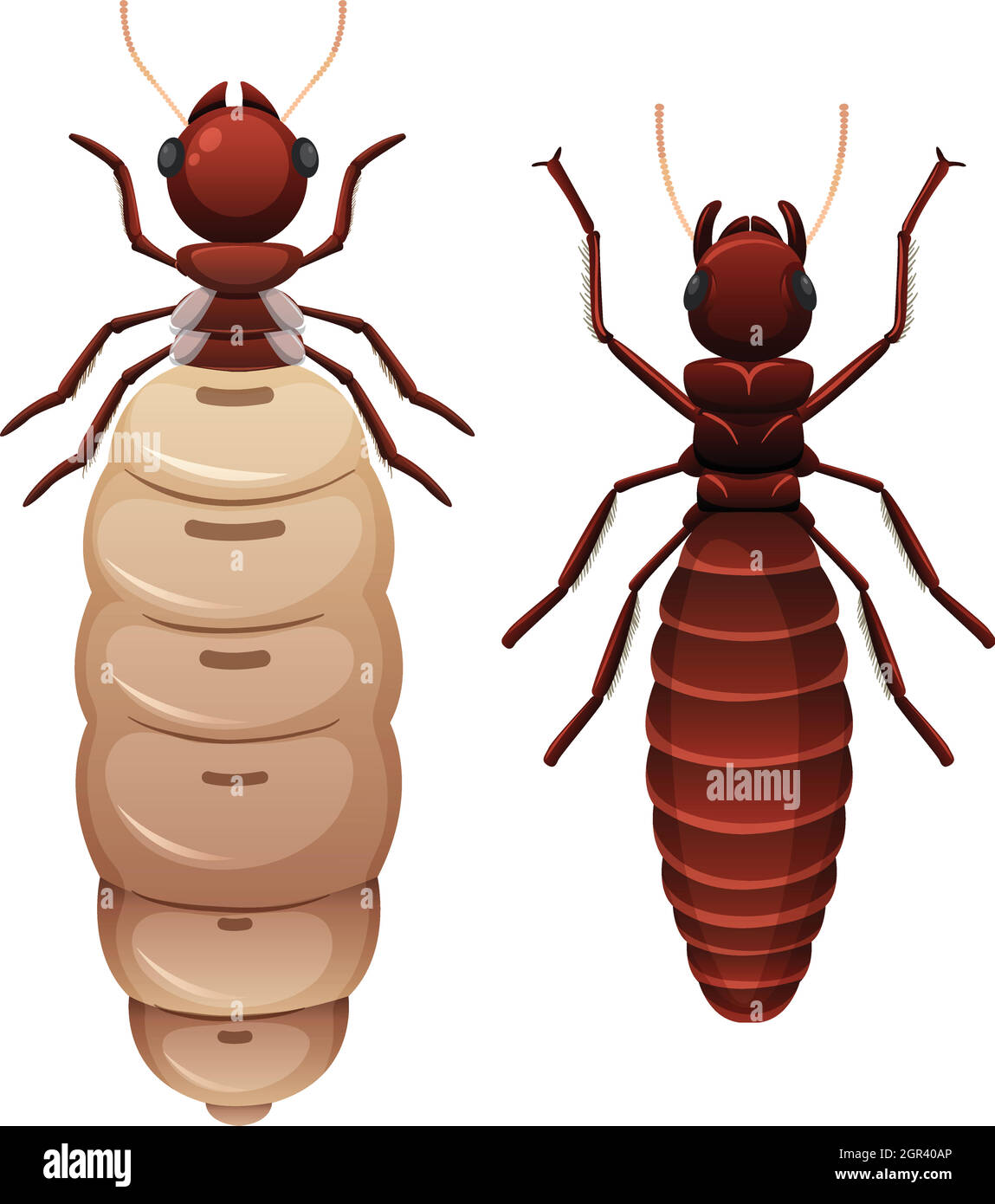 Two termites white background Stock Vector Image & Art Alamy