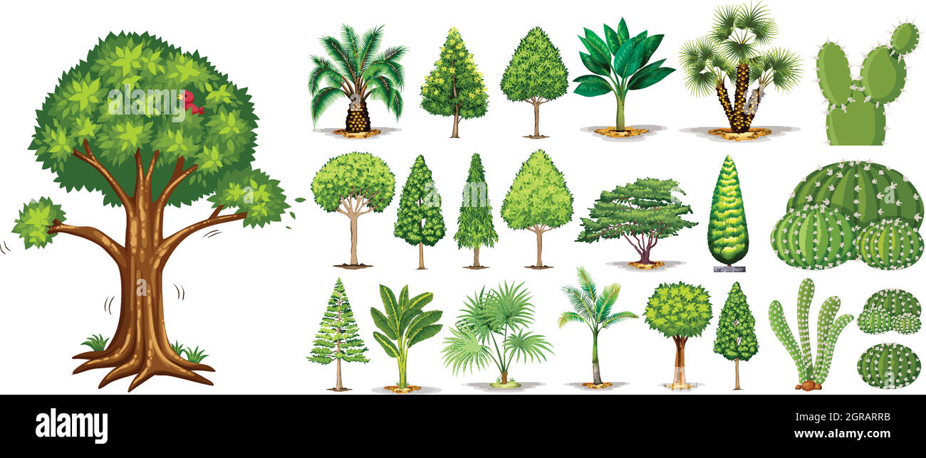 Different types of trees Stock Vector Image & Art Alamy