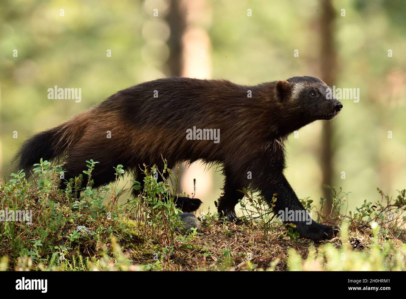 Wolverine in forest Stock Photo Alamy