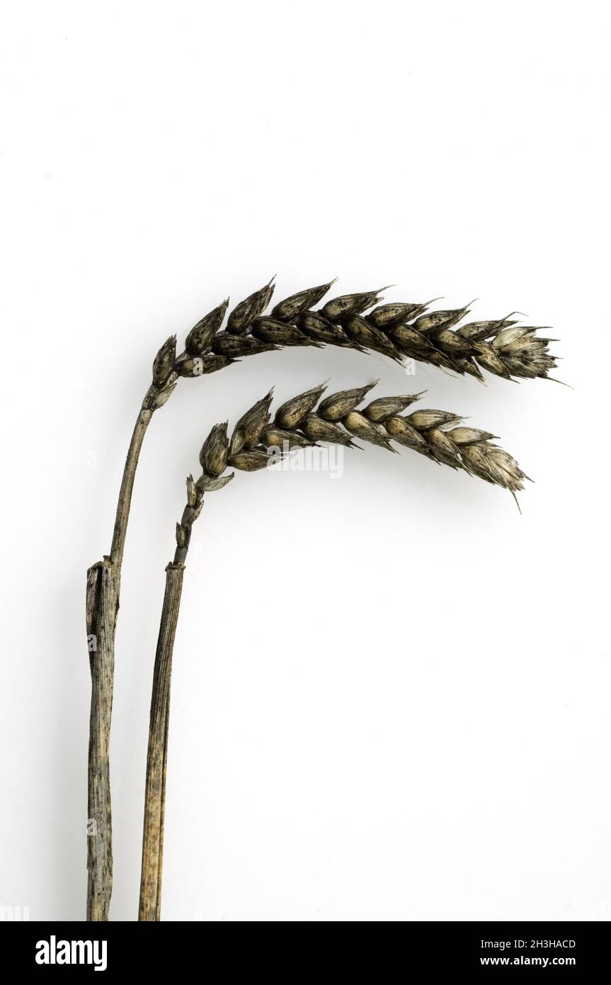 Wheat fly blight Stock Photo Alamy