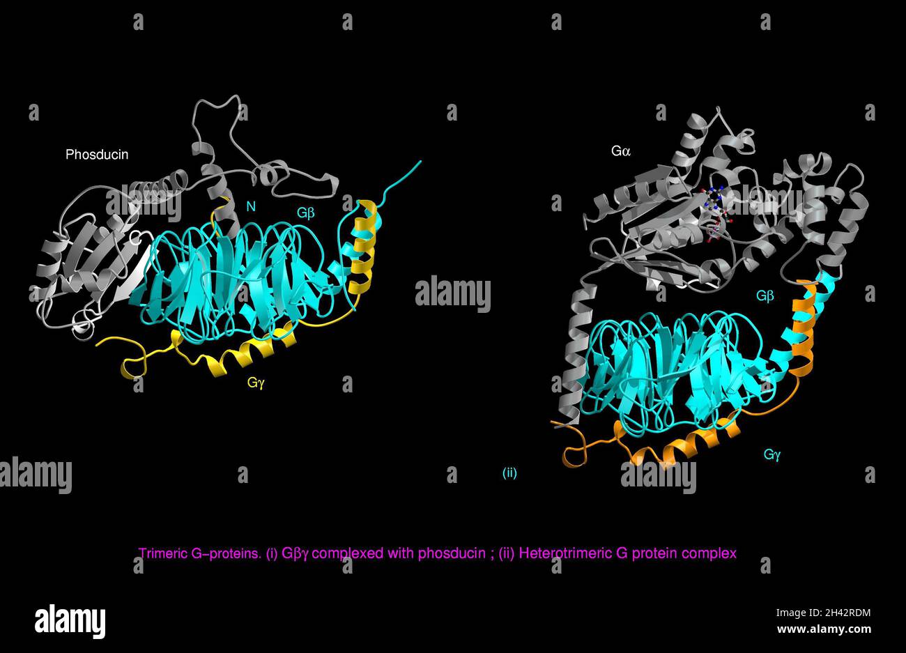 Molecular model,Gprotein complexes Stock Photo Alamy