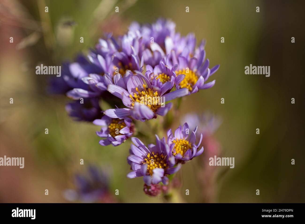 Late fall flower hires stock photography and images Alamy