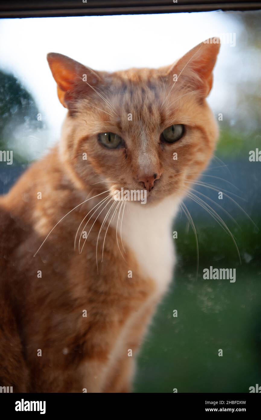 Marmalade cat hires stock photography and images Alamy