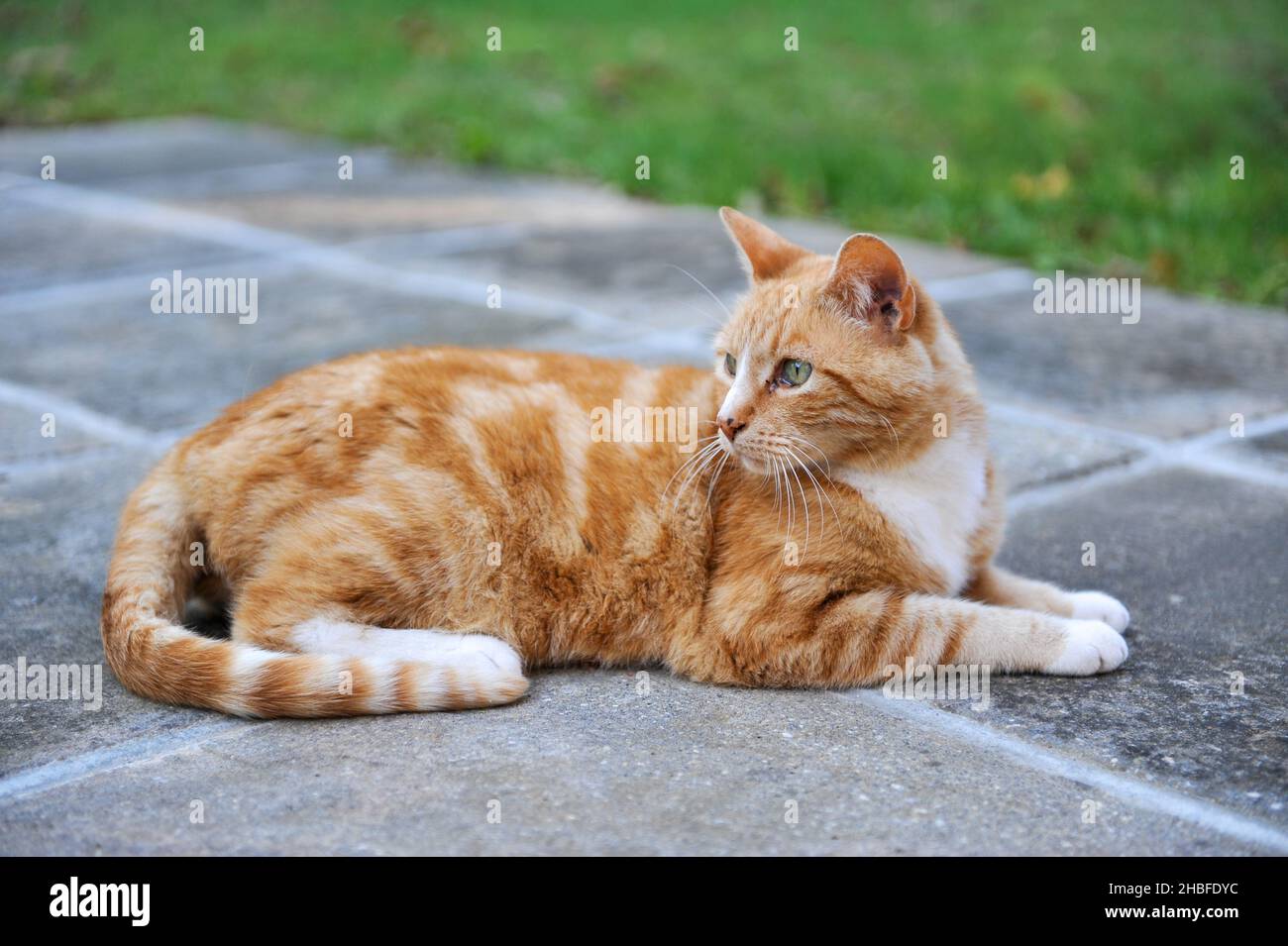 Marmalade cat hires stock photography and images Alamy