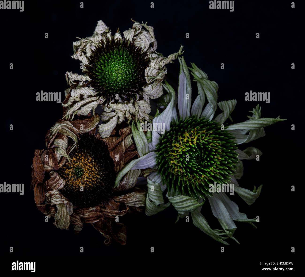 three dying echinacea Stock Photo Alamy