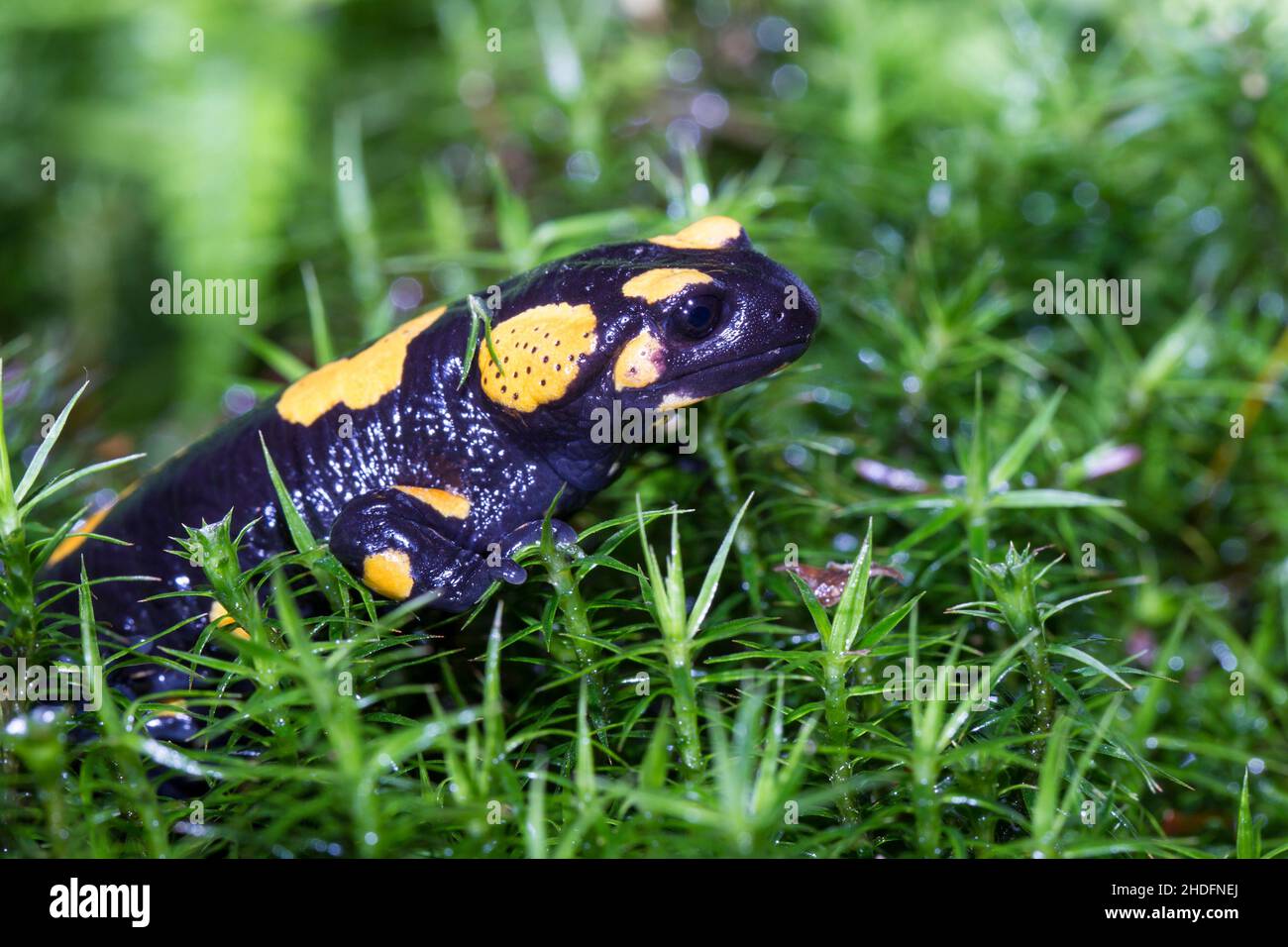 fire salamander, fire salamanders Stock Photo Alamy