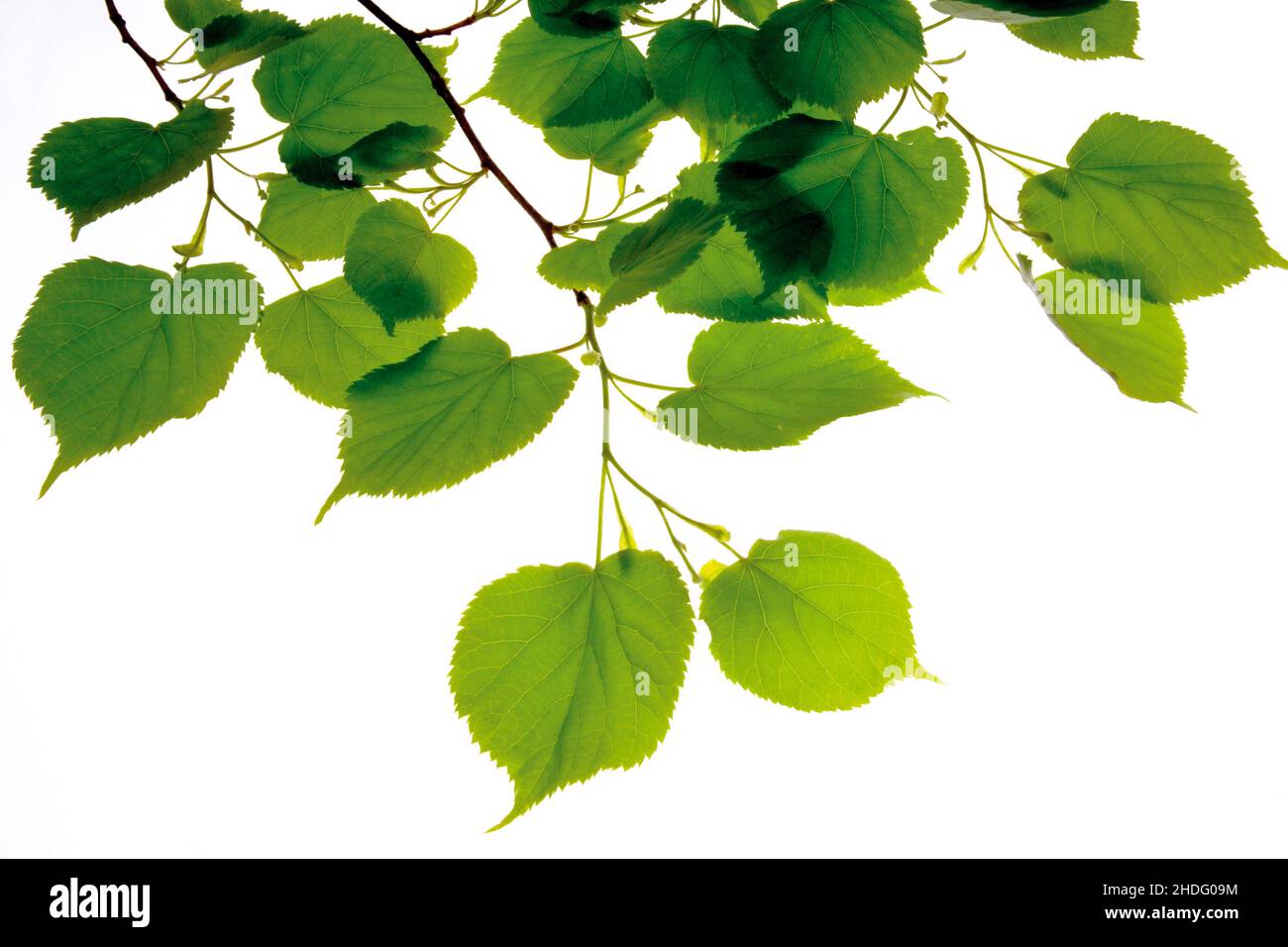 lime tree, lime trees Stock Photo Alamy