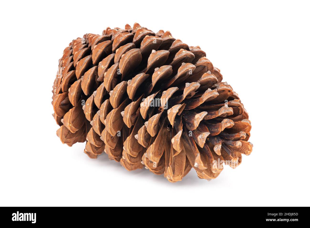 pine cone, pine cones Stock Photo Alamy