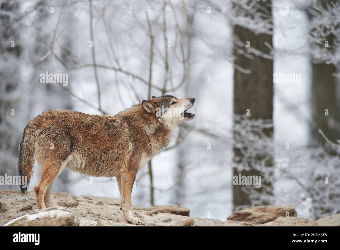 wolf, crying, wolfs, cry Stock Photo Alamy