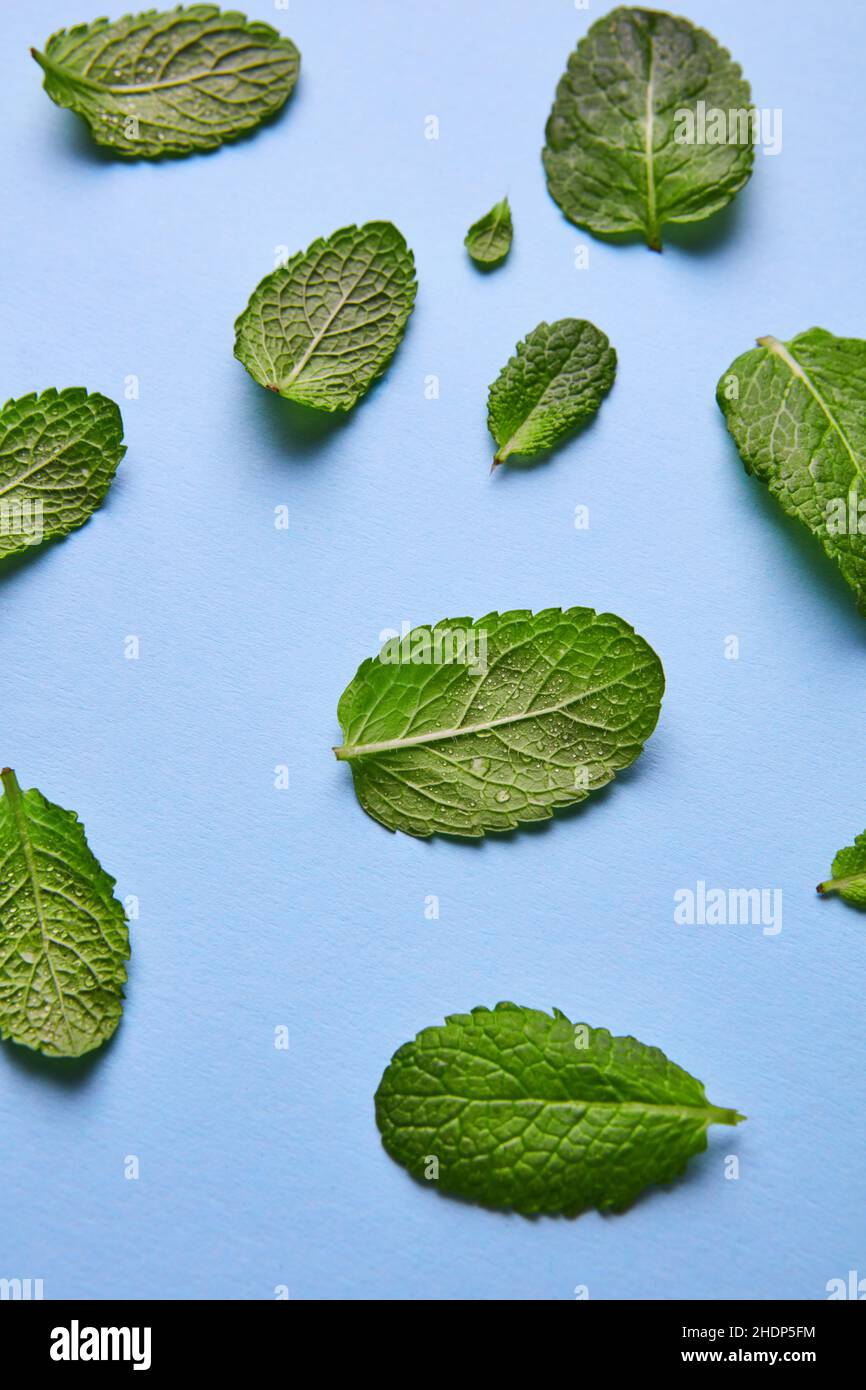 mint bloom, mints Stock Photo Alamy