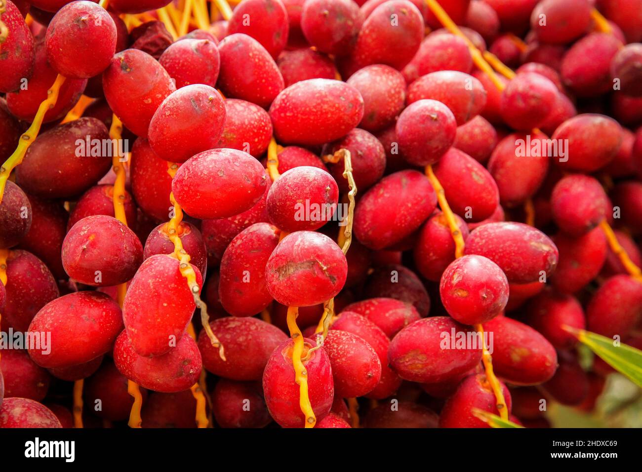 date, date palm, dates Stock Photo Alamy
