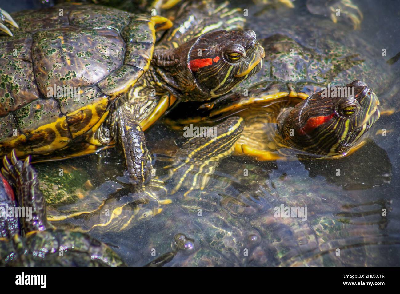 turtle, mating, turtles Stock Photo Alamy