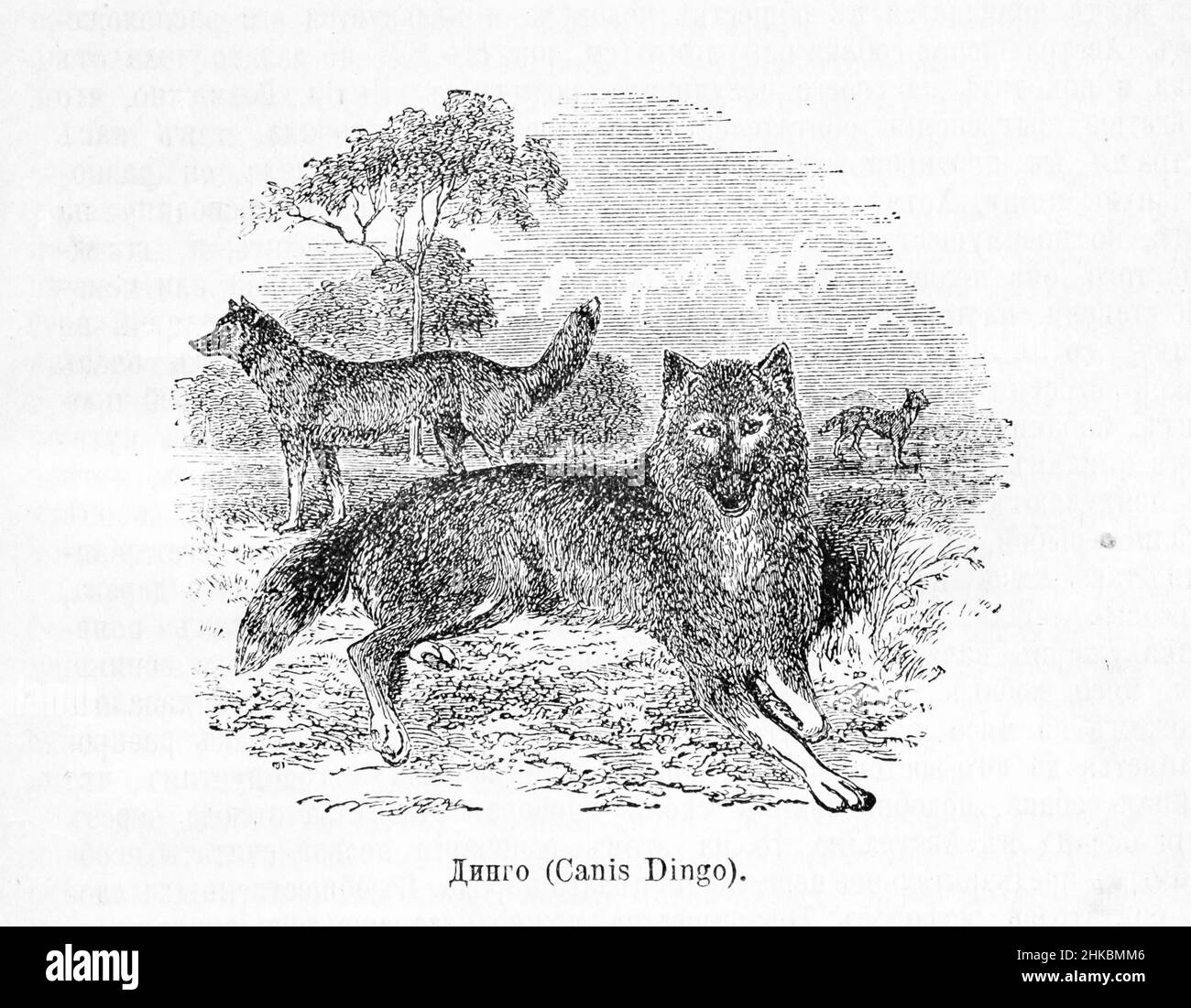 Dingo (Canis Dingo Stock Photo Alamy