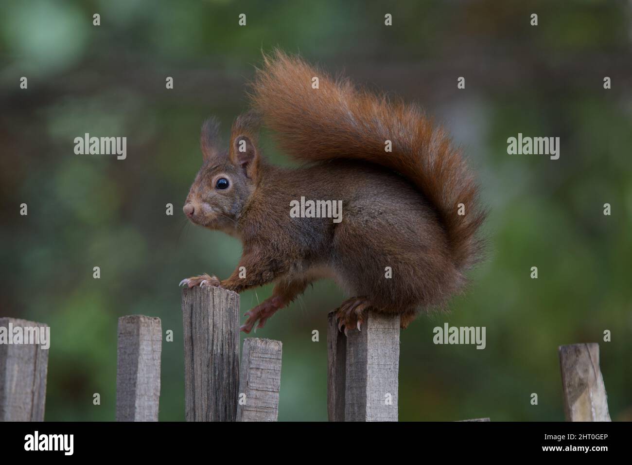 Funny tiny french squirrel Stock Photo Alamy